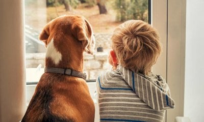 Ceva aggiudicataria di un bando sul possesso e la gestione dei cani