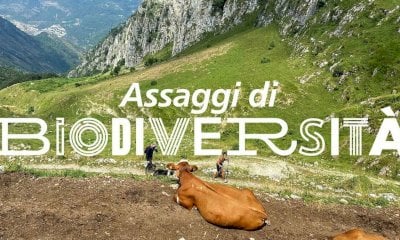 “Assaggi di Biodiversità” propone l’escursione “Sul sentiero dei formaggi d’alta quota”