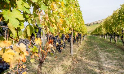 Viticoltura, nel cuore delle Langhe la sostenibilità passa dalla cooperazione
