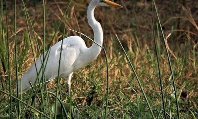 Azione, la Regione Piemonte rafforza il ruolo dei Comuni nella Rete Natura 2000 per l’ambiente