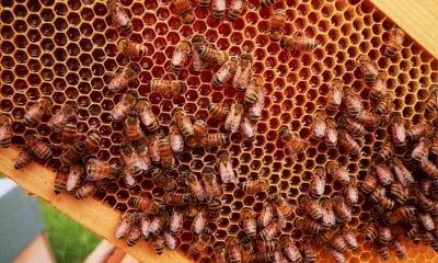Cia Cuneo: “Finanziata per la prima volta l’alimentazione di soccorso delle api”