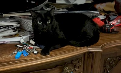 Cuneo, si cerca una gattina nera smarrita in corso IV Novembre