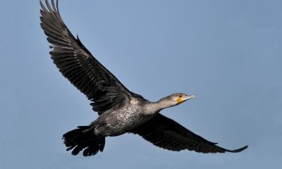 Abilitate sessanta nuove guardie venatorie per l’attuazione del Piano di controllo del cormorano