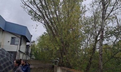 Savigliano, la Regione abbatterà alcuni alberi pericolanti