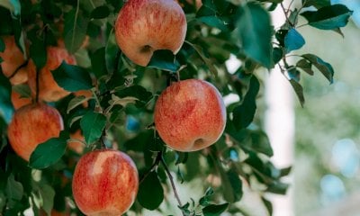 Al via la raccolta delle mele in Piemonte con Coldiretti Cuneo