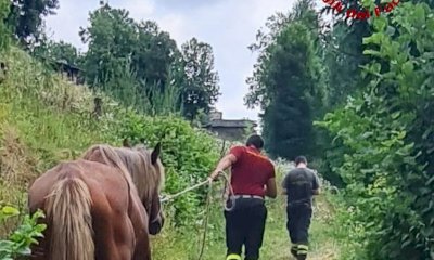 L’anziano cavallo cieco cade in un canalone: commuove il salvataggio dei vigili del fuoco