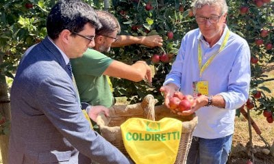 La mela tira: duemila ettari in più negli ultimi dieci anni in Piemonte