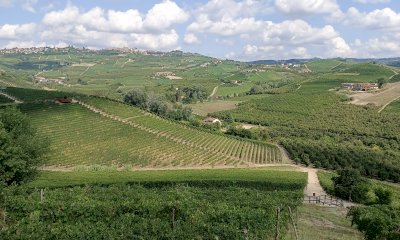 I dazi fanno ancora paura: “Il tetto del 15% resta troppo oneroso per il mondo del vino”