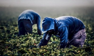 Lavoro, Coldiretti Cuneo: 