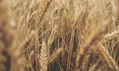 Coldiretti Cuneo: “Stop speculazione sul grano”