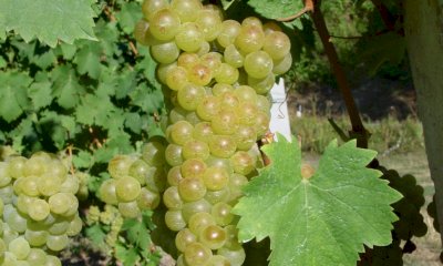 Tra dazi e calo dei consumi, il vino cerca soluzioni: