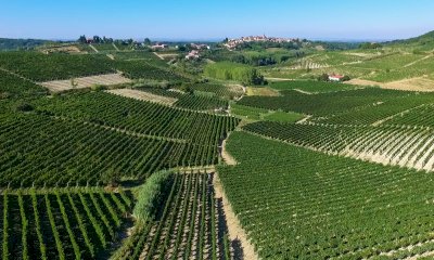 Vino, la ricetta di Confcooperative contro i dazi: 