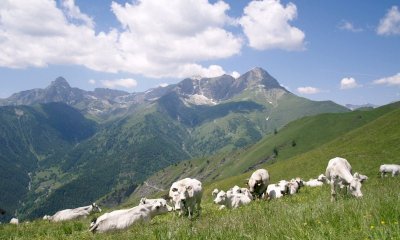 Pascoli a secco, la stagione in alpeggio rischia di chiudersi in anticipo