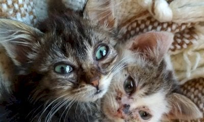 Il Gattile di Cuneo cerca asciugamani e lenzuola usati