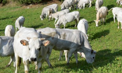 Dermatite Nodulare Bovina, Confagricoltura Cuneo: