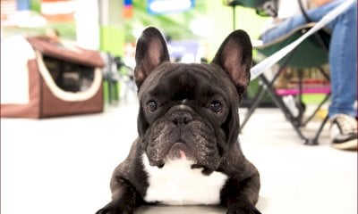Mondovicino Dog Show 2025: tre esposizioni dedicate al mondo canino