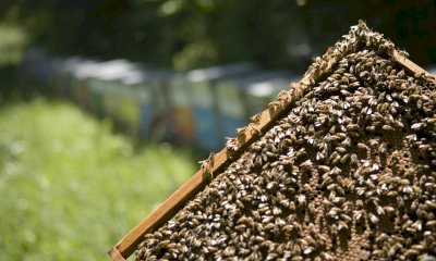 Domenica 24 agosto appuntamento con la rassegna “Assaggi di Biodiversità”