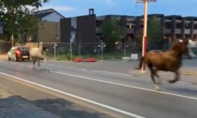 Cavalli al galoppo nel centro di Alba, tanto stupore ma nessun danno