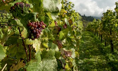 Vendemmia, Coldiretti Cuneo: “Al via tra qualità e sfide per il settore”