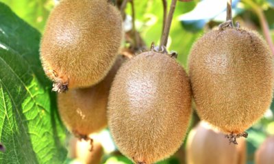 Fa troppo caldo per i kiwi, Coldiretti Cuneo: 