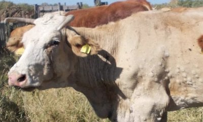 Dermatite nodulare bovina, disposto il piano di rientro anticipato dai pascoli in Valle d'Aosta