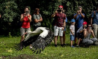 Due cicogne volano nel cielo di Racconigi: si celebra così il ricordo di Mauro Fissore