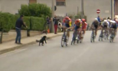Passa la Vuelta, scontro sfiorato tra cane e ciclista
