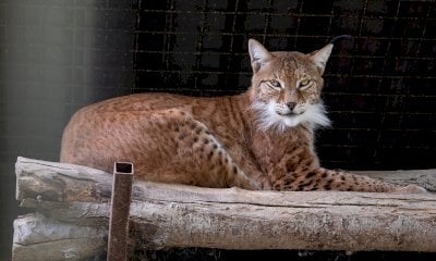 Un safari a Murazzano: alla scoperta del parco dei record