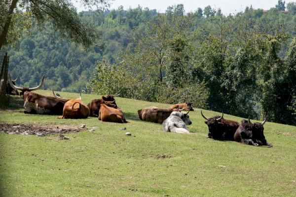 I bufali del Parco Safari delle Langhe