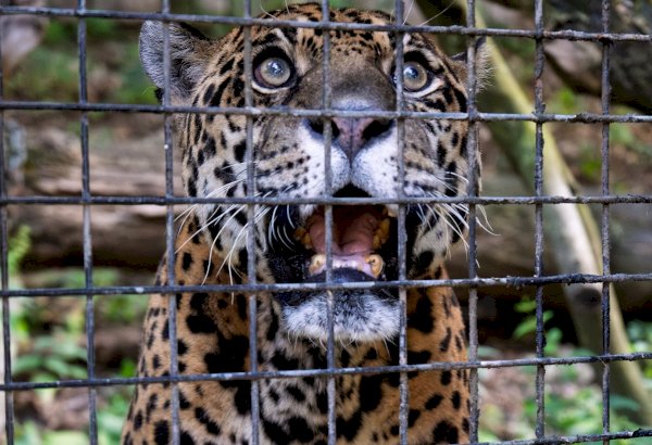 Regina, la giaguara più vecchia del mondo