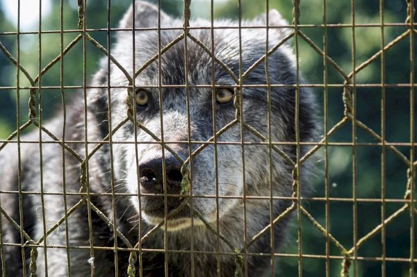 Uno dei lupi canadesi del Parco Safari