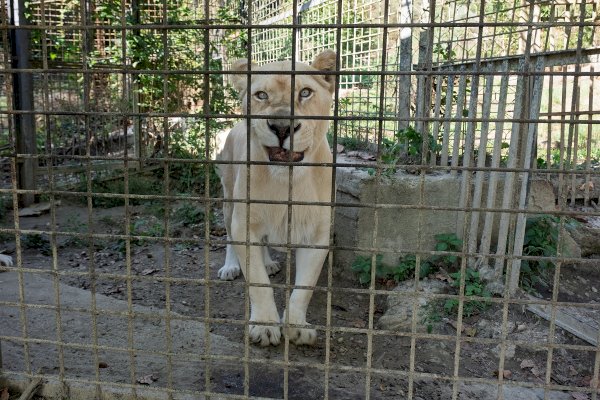 La leonessa Briseide