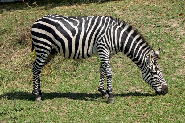 Le zebre del Parco Safari