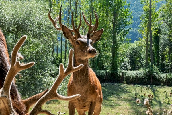 I cervi del Parco Safari