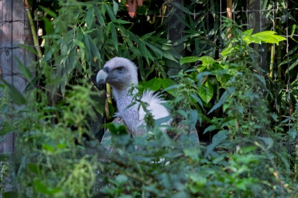 Gli uccelli del Parco Safari