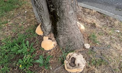 Bra, giovedì l'abbattimento di un albero a rischio caduta tra viale Madonna dei Fiori e via Brizio