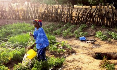 LVIA scende in campo per contrastare la malnutrizione in Guinea