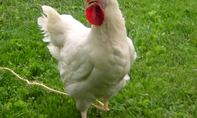 Moretta, sabato 20 settembre la prima giornata dedicata alla Gallina Bianca