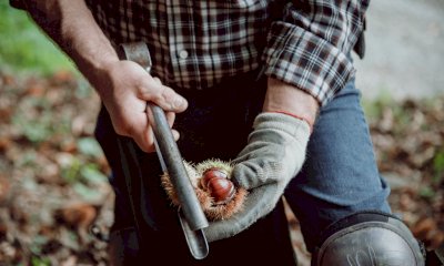 Da giovedì 18 settembre torna il mercato serale delle castagne di Venasca 