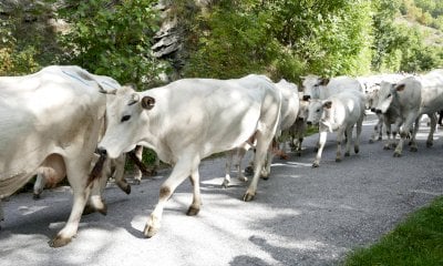 Con “Caluma el vache” a Limone Piemonte si celebra la discesa delle mandrie dagli alpeggi
