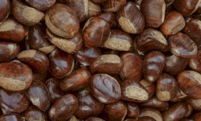 “Tuteliamo i nostri boschi e le castagne autoctone”