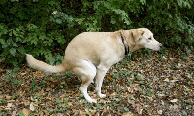Feci di cane contro la parrocchia e la biblioteca: condannata la “vendicatrice” no vax a Racconigi