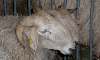 Salta anche quest’anno la Mostra ovina di Roaschia