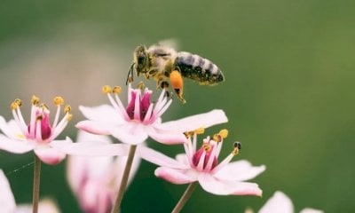 A Pollenzo una conferenza nazionale sul futuro dell’ambiente e degli insetti impollinatori