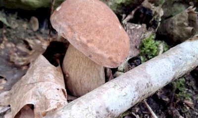 Maggior sicurezza per la raccolta dei funghi spontanei con il controllo gratuito dell'Asl CN2