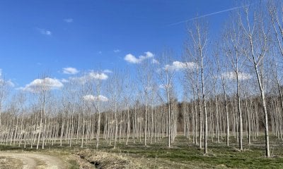 “Intesa sul pioppo fondamentale per lo sviluppo del comparto, ma ora servono azioni concrete”