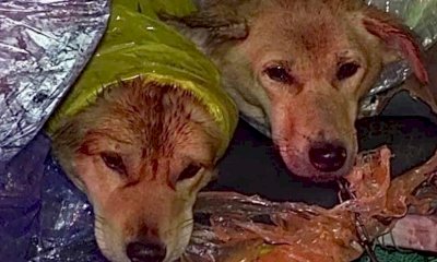 Due cani chiusi in casa senza cibo né acqua: il giudice sanziona la padrona