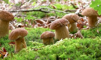 Al via la stagione dei funghi, tutti i consigli del Soccorso Alpino