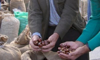 Dal 29 settembre a Borgo San Dalmazzo il tradizionale Mercato delle Castagne