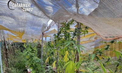 Nella serra in giardino coltivava piante di cannabis: arrestato un sessantanovenne